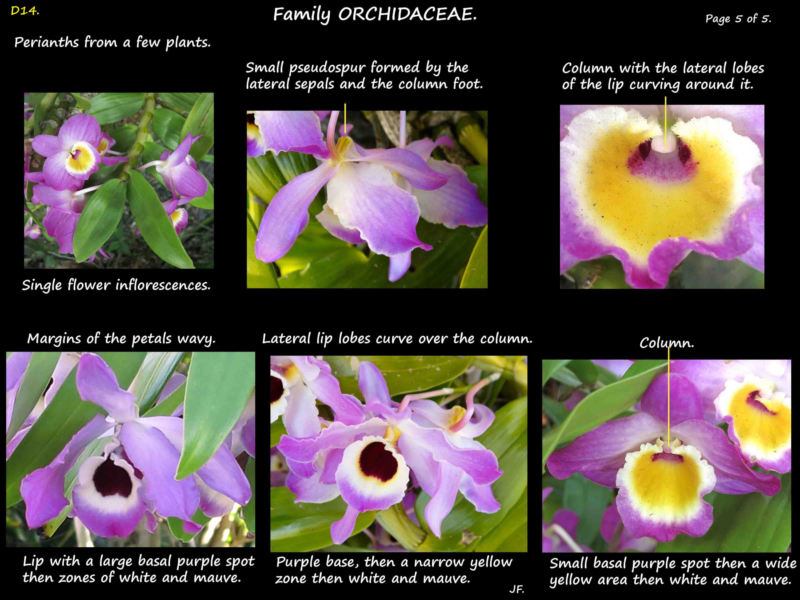 5 The perianth in Dendrobium nobile